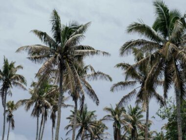 Coconut trees in Tonga swaying in the wind.