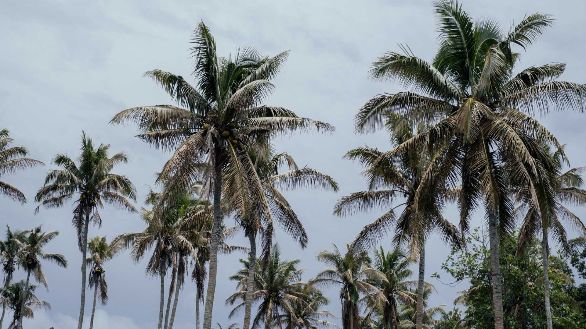 Coconut trees in Tonga swaying in the wind.